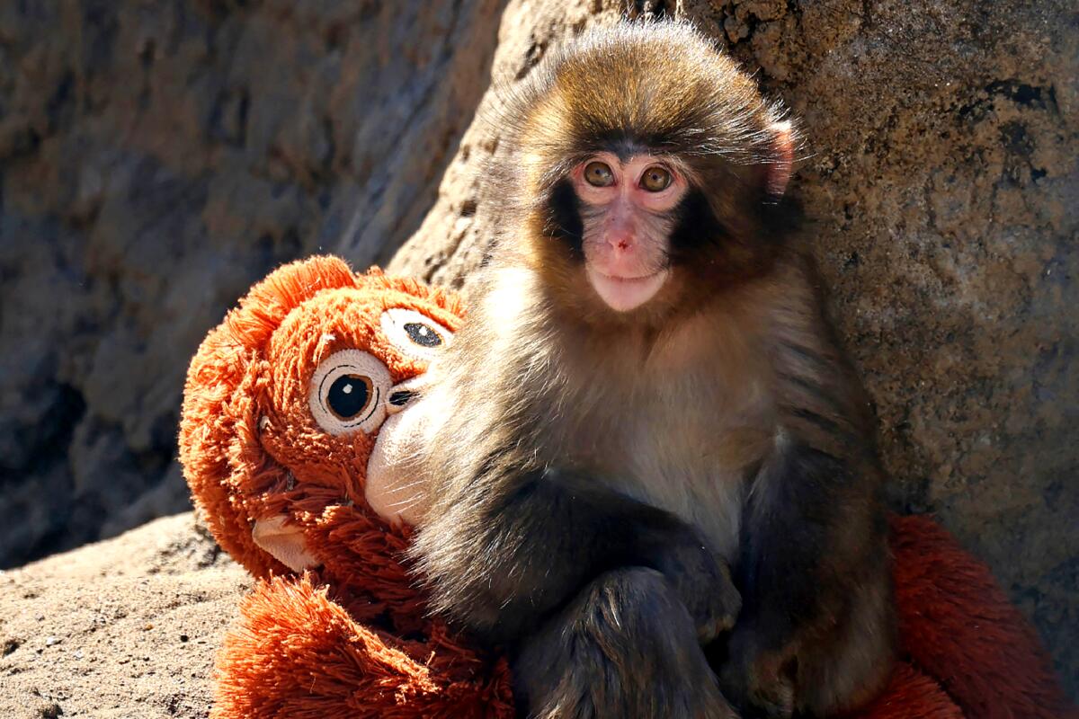 Punch-kun, baby Japanese macaque at Ichikawa City Zoo